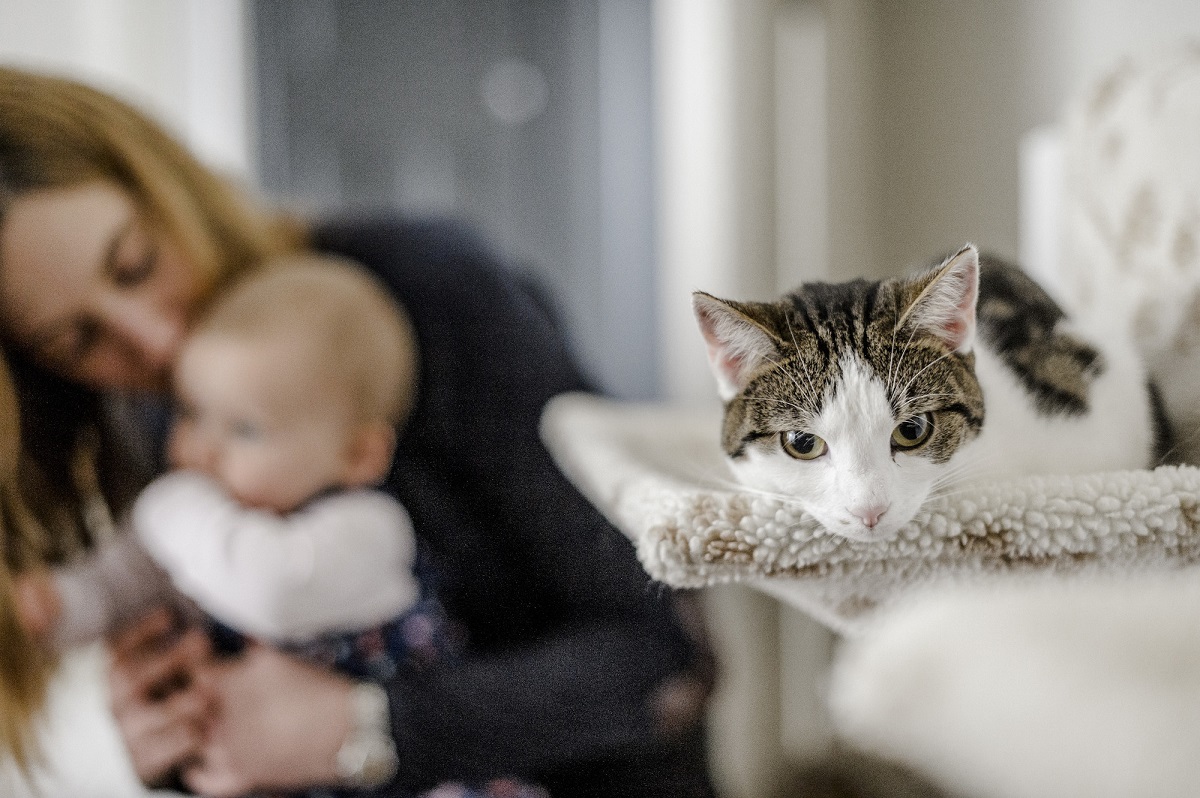 “I gatti rubano il respiro”: origini di un mito da sfatare