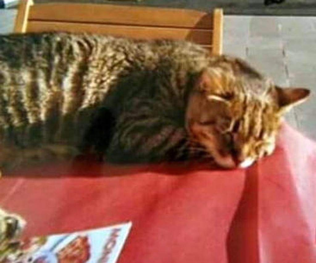 gatto-su-tavolino-rosso
