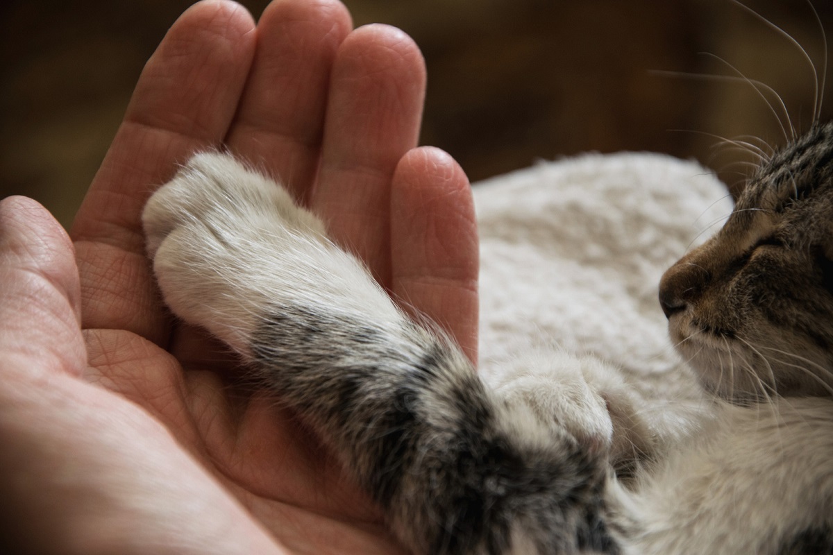 gatto con zampa su mano del padrone