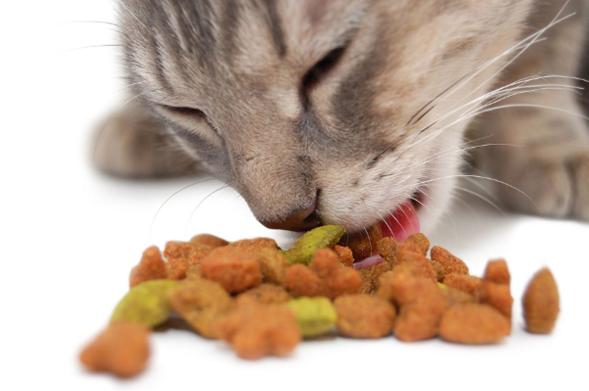 gatto-che-mangia