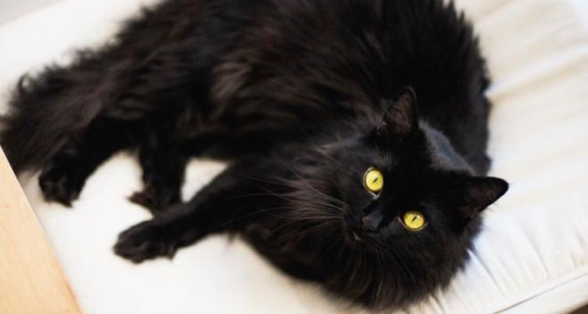 gatto-nero-sdraiato