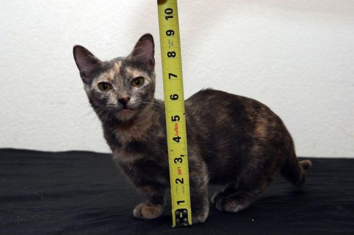 gatto-con-centimetro