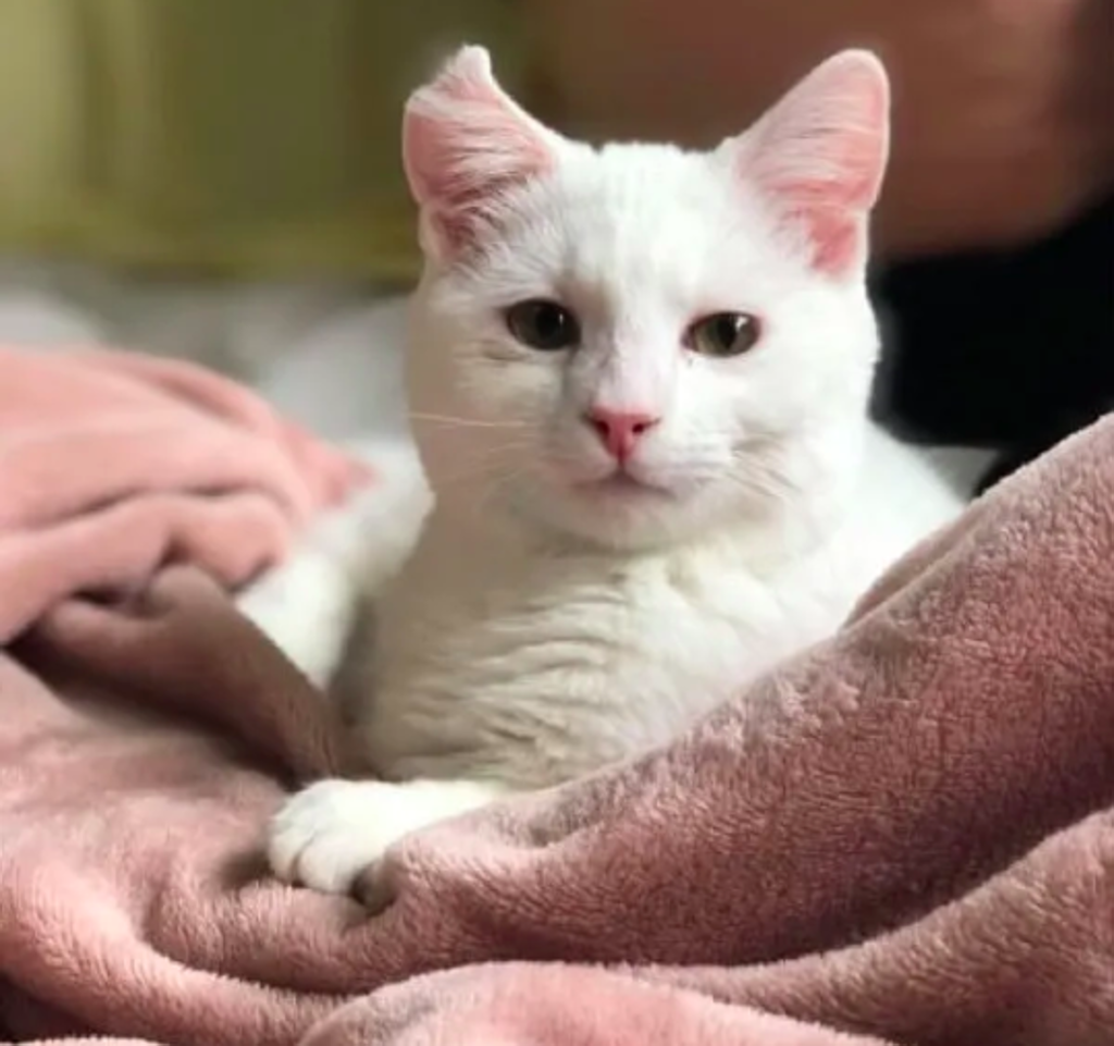 gatto-bianco-tra-le-coperte