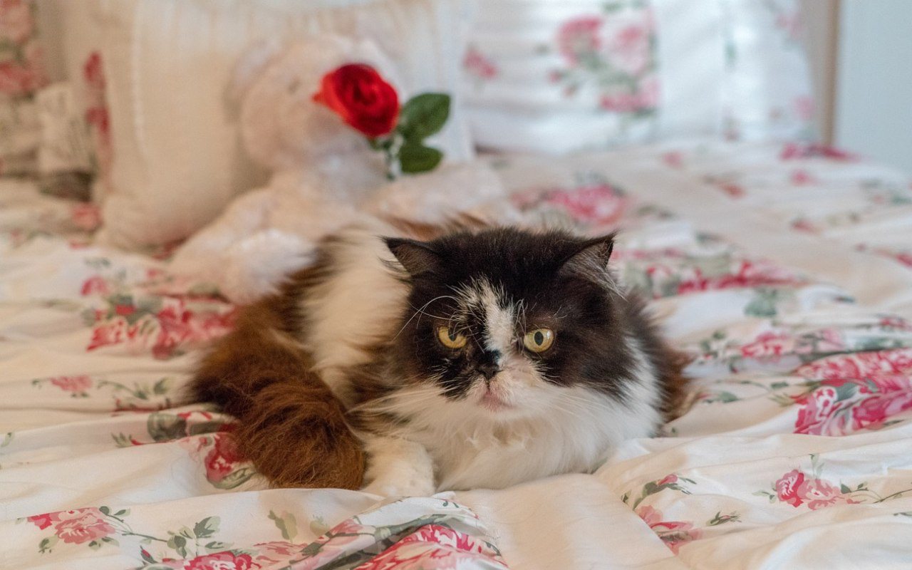 gatto disteso sul letto