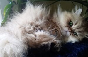Come lavare un Gatto Persiano e rendere il suo pelo bellissimo