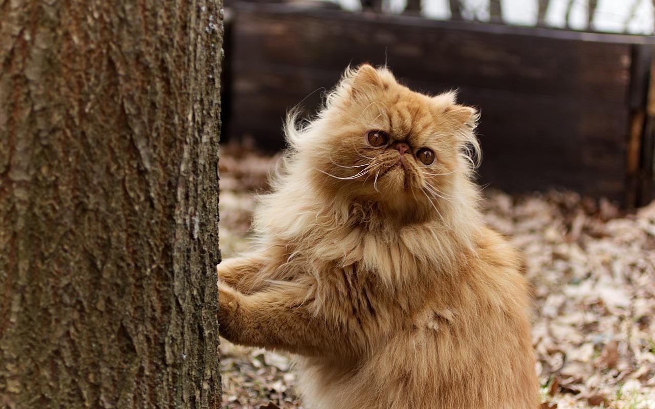 gatto che graffia un tronco