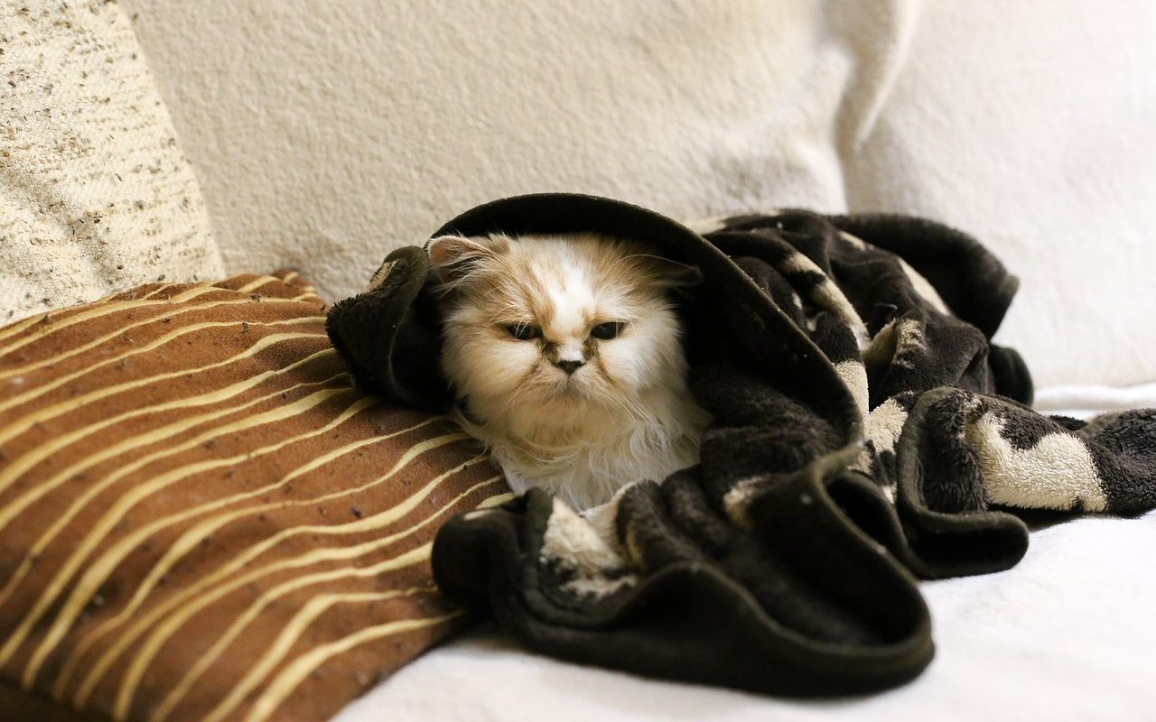 gatto avvolto in una coperta