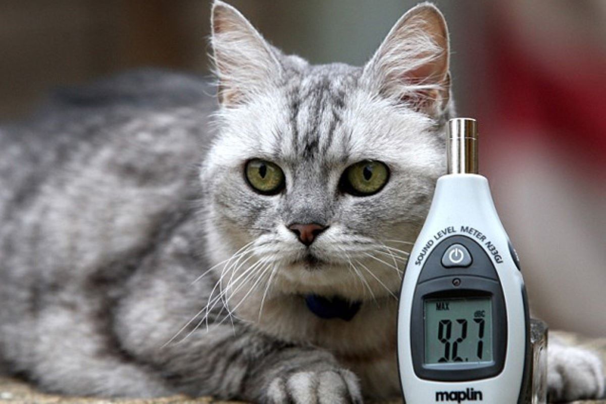 gatto-con-apparecchio-per-misurare-i-decibel
