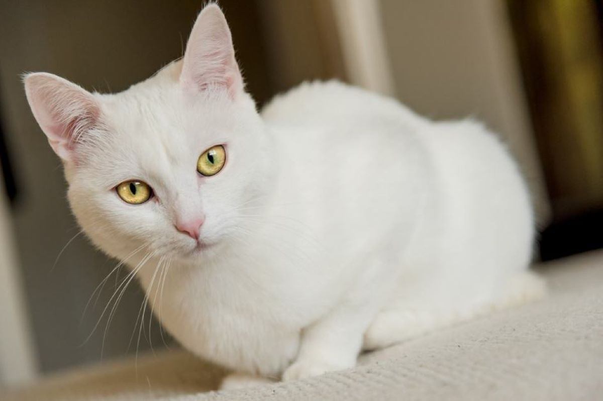 gatto-bianco-con-sguardo-fisso