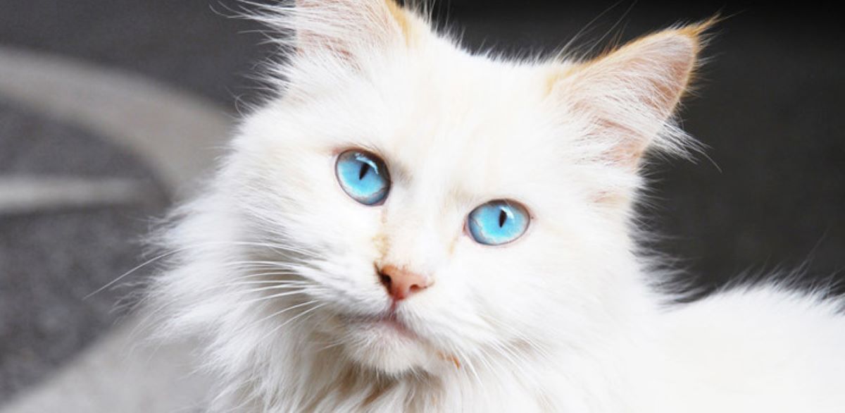 gatto-bianco-con-occhi-azzurri