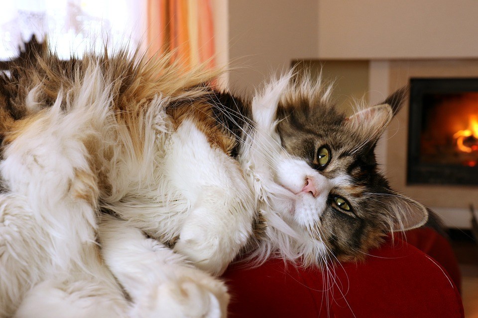 Tabella peso Maine Coon