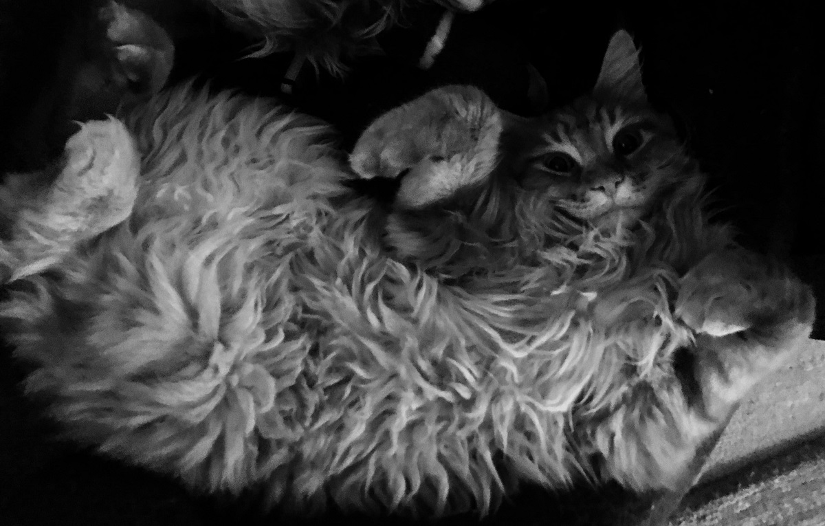foto maine coon in bianco e nero