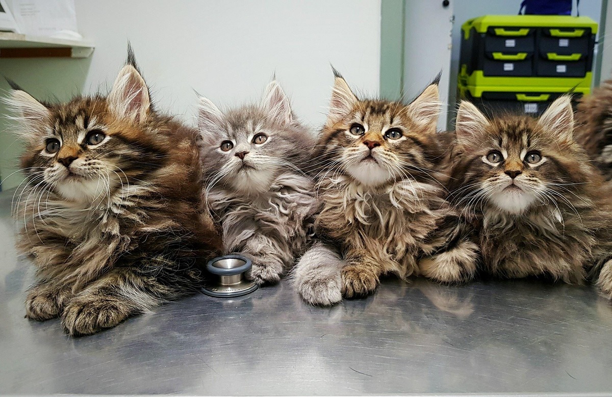 Maine Coon: quando castrarlo (o sterilizzarla)?