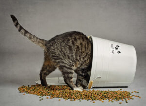 I croccantini fanno male ai gatti