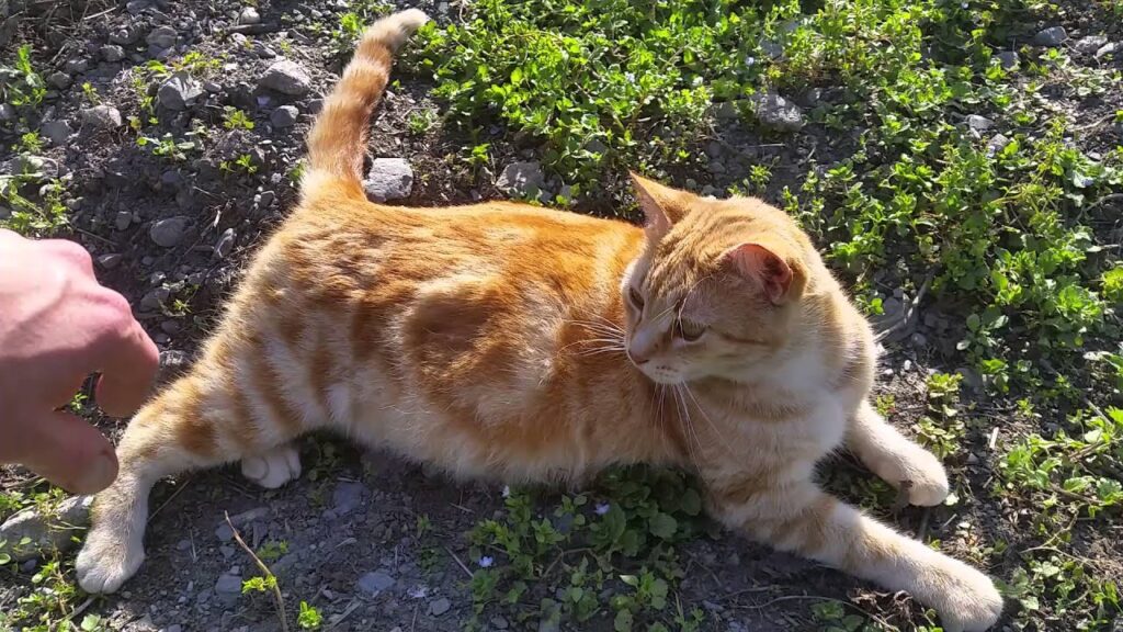Gatta in calore quanto dura Il mio gatto è leggenda