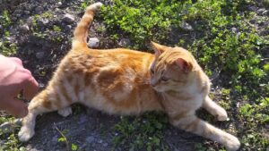 Gatta in calore quanto dura