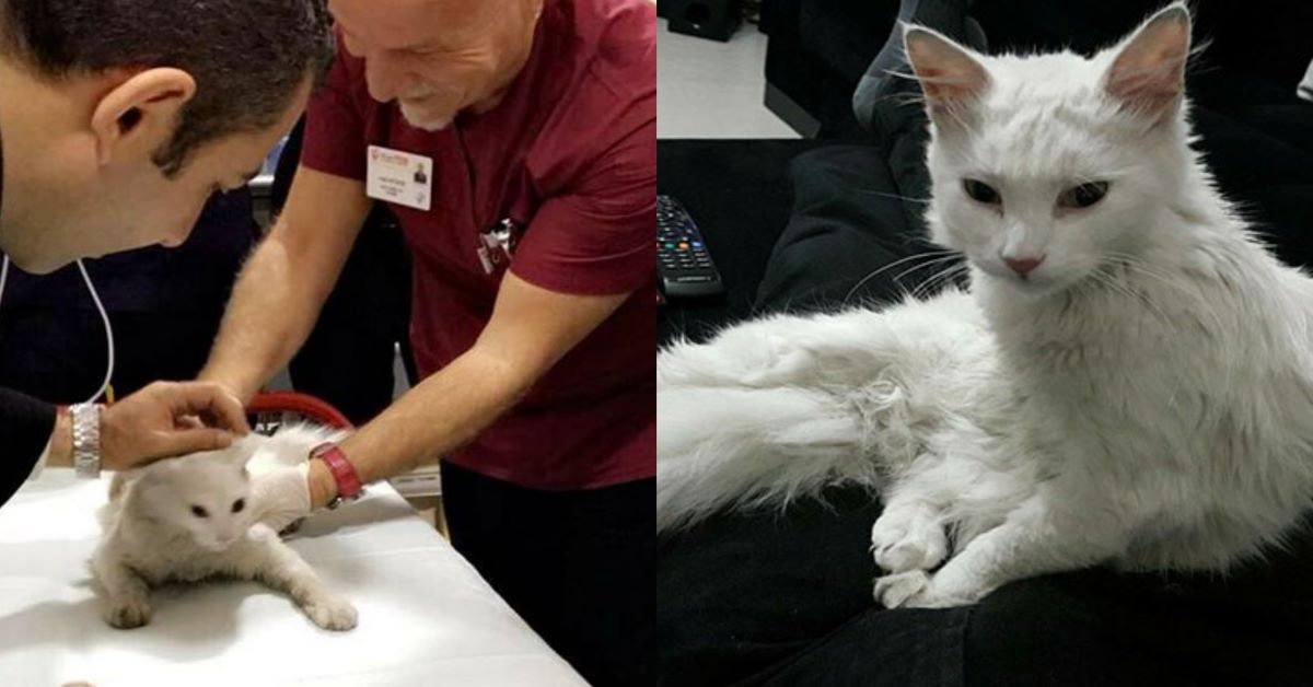 Mucize: la gatta rimasta incastrata nella porta girevole dell’ospedale