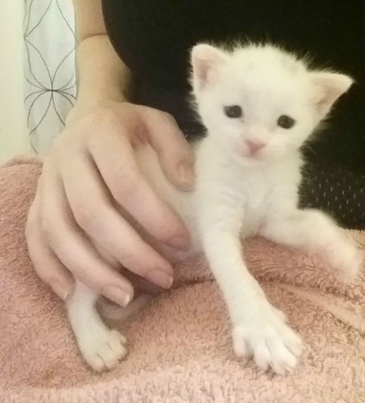 gattino-bianco-e-mano-umana