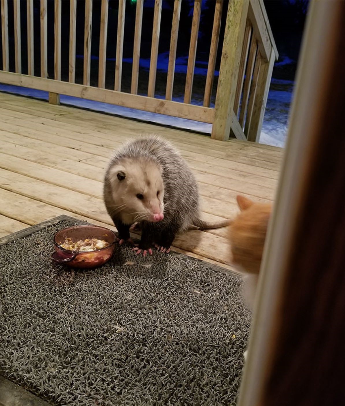 opossum-guarda-un-gatto
