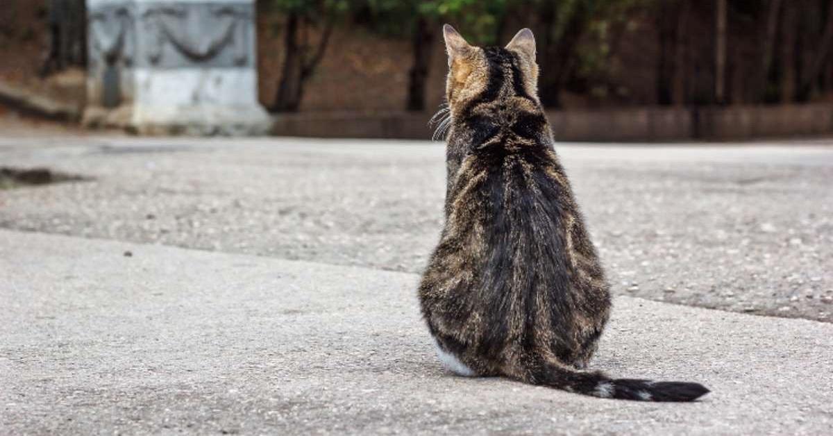 gatto di spalle