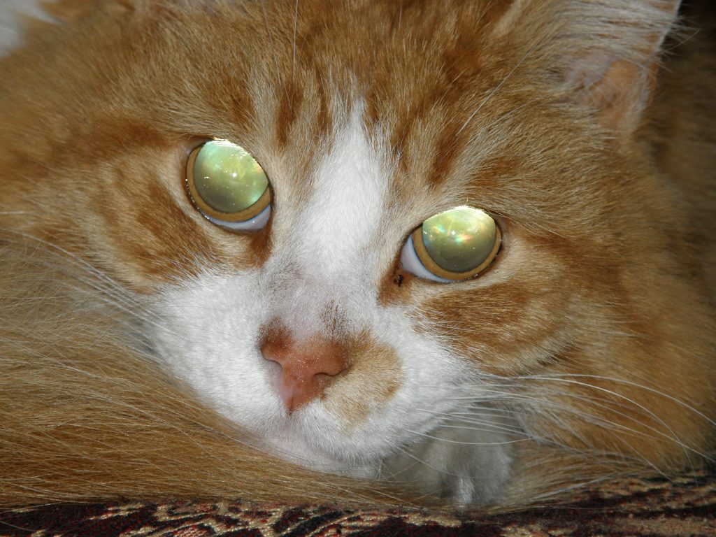 gatto-con-pupille-luminose