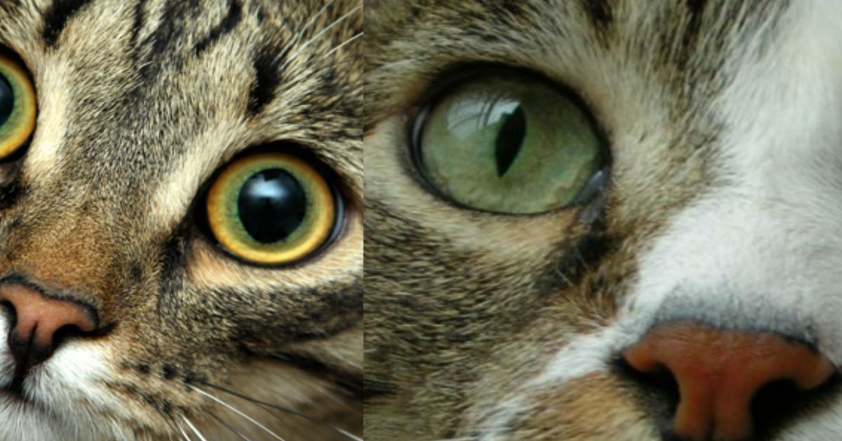 gatto-con-pupille-dilatate-e-assottigliate
