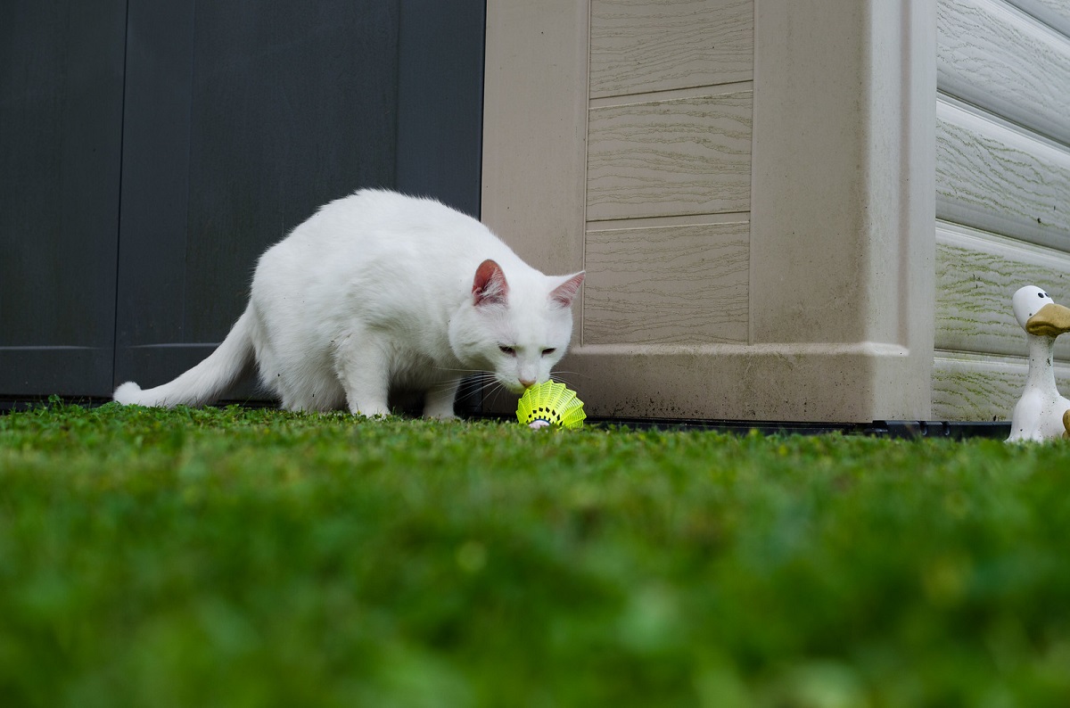 gatto bianco annusa giocattolo
