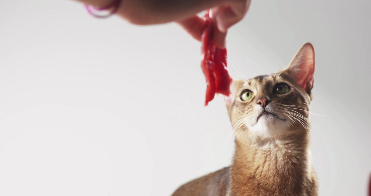 gatto annusa pezzo di carne