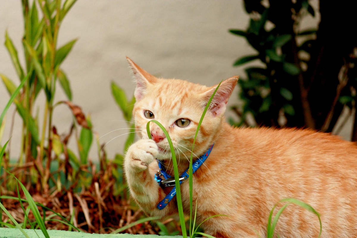 Perché i gatti annusano tutto?