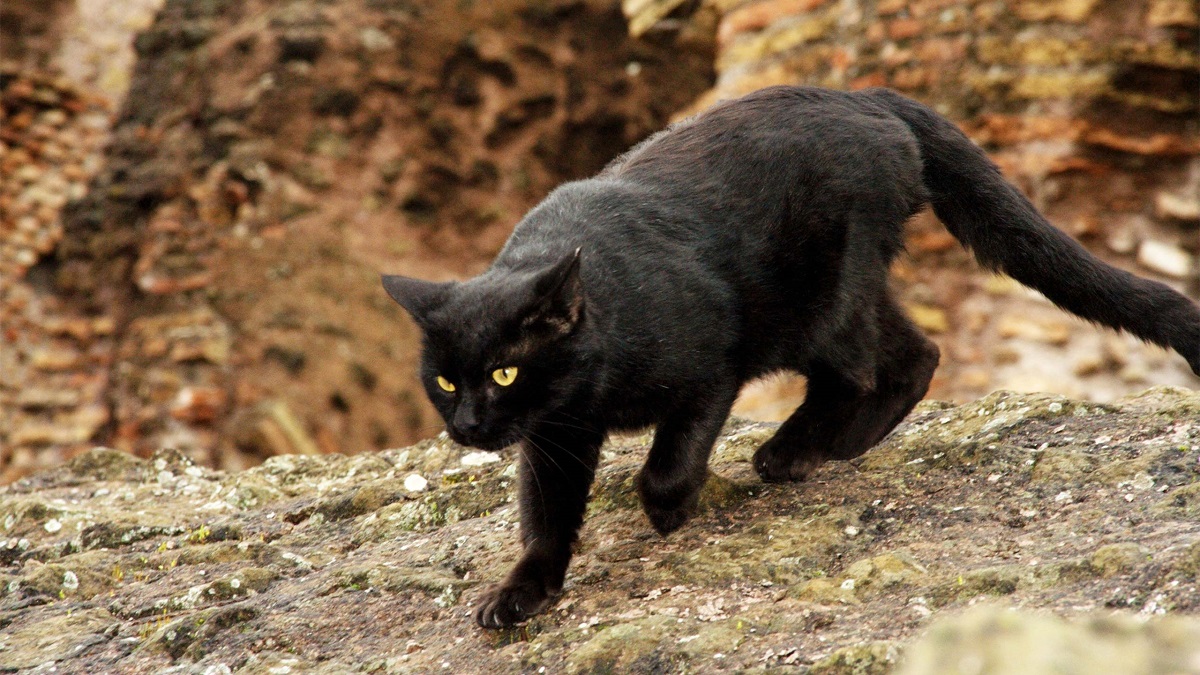 Perché i gatti hanno paura delle bottiglie d’acqua?