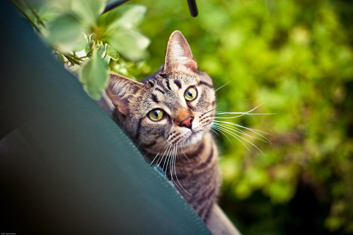 gatto in giardino