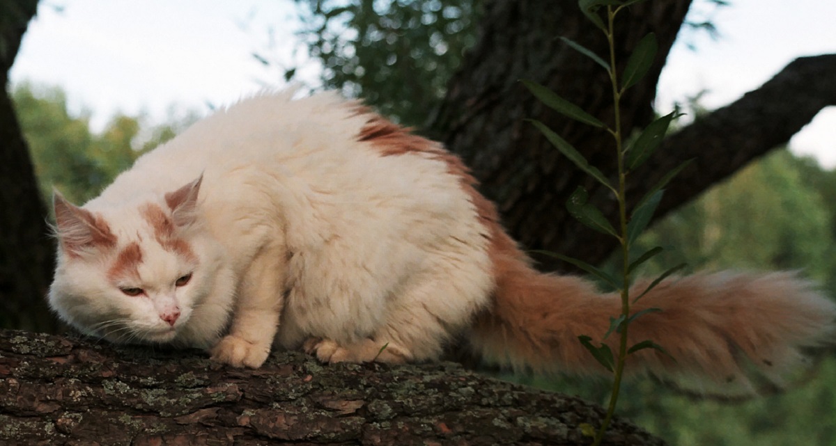 gatto in giardino