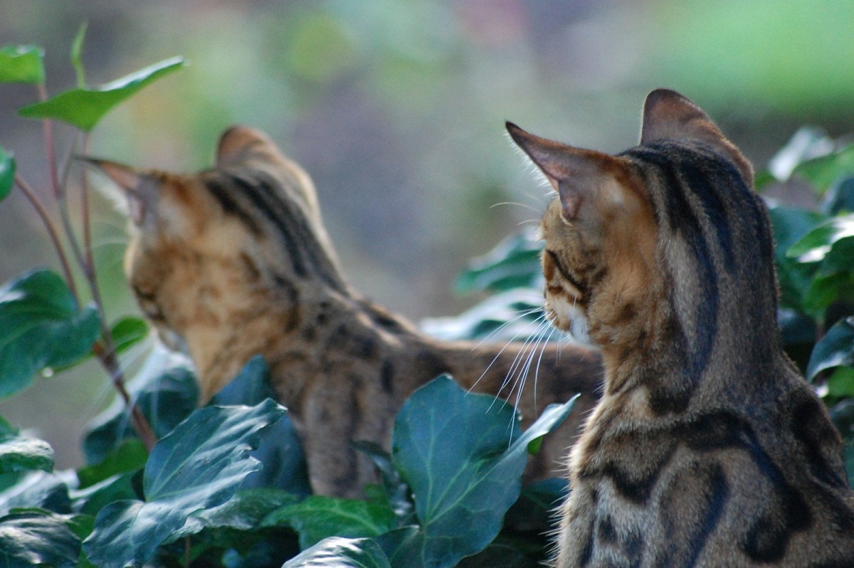 due gattini in giardino