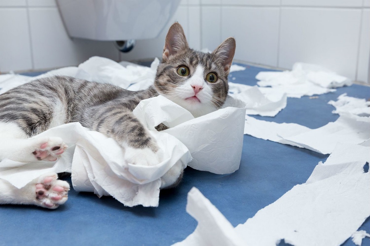 gatto in mezzo a carta igienica
