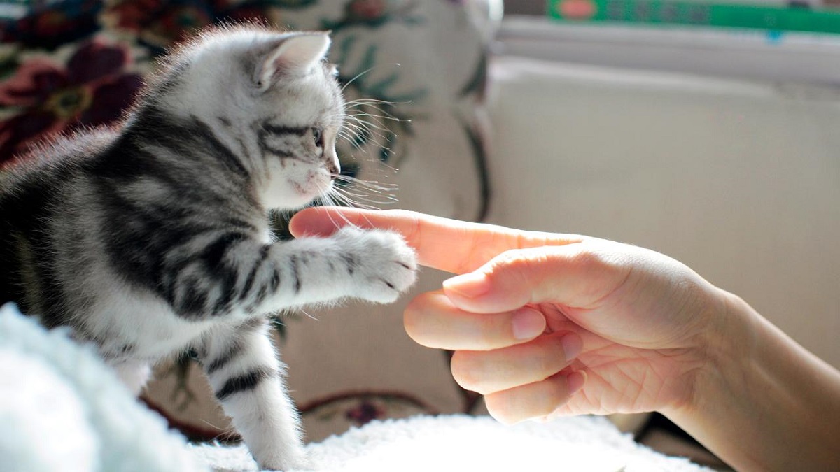 gattino dà la zampa a una persona