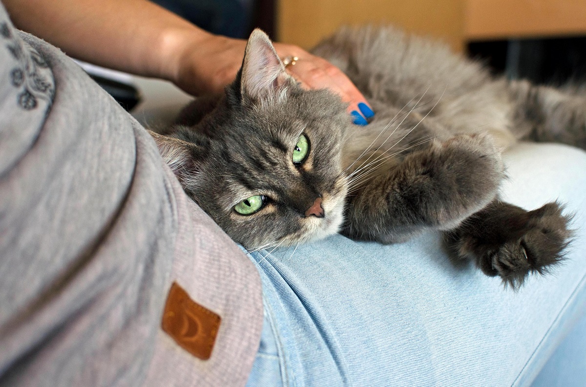 gatto in braccio a una persona