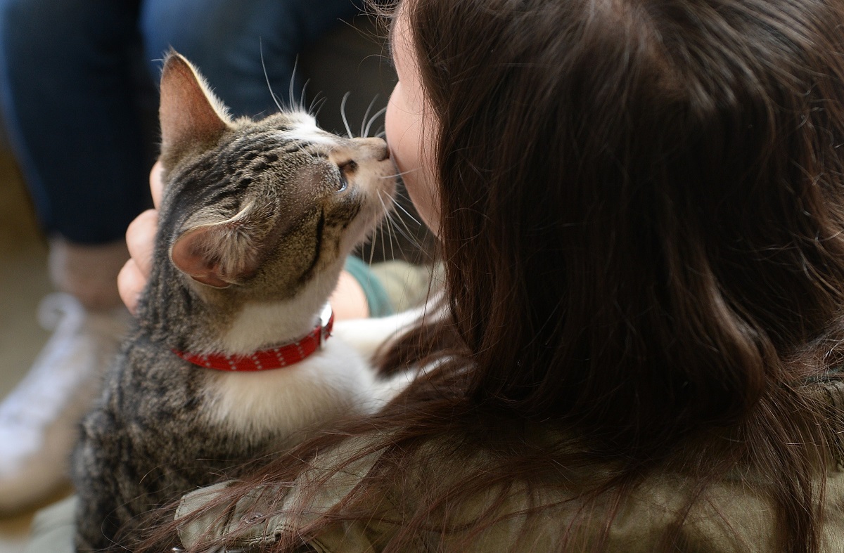 gatto bacio sulla guancia