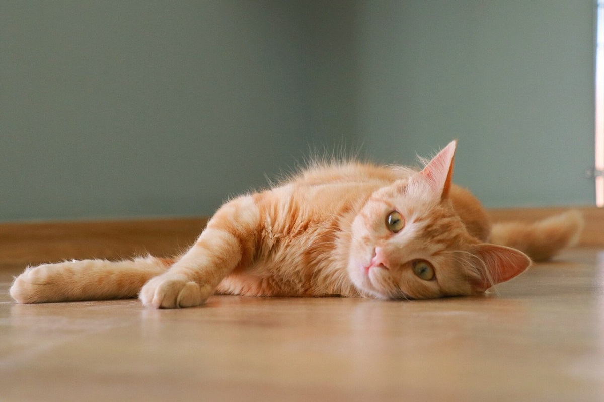gatto arancione sul pavimento