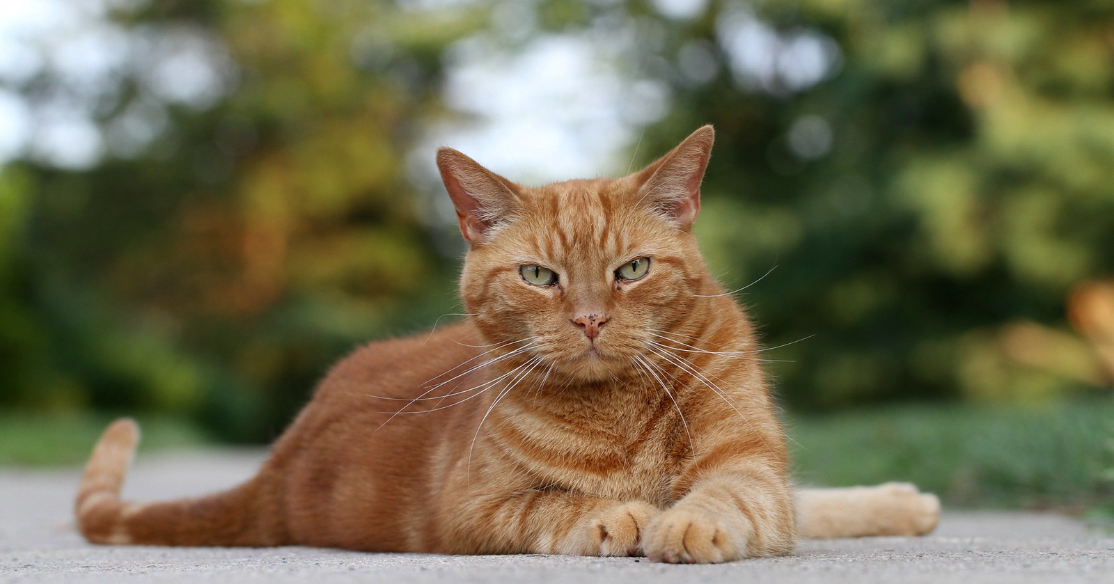 Perché i gatti rossi di solito sono maschi?