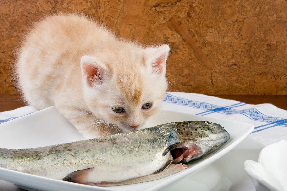 gattino annusa pesce