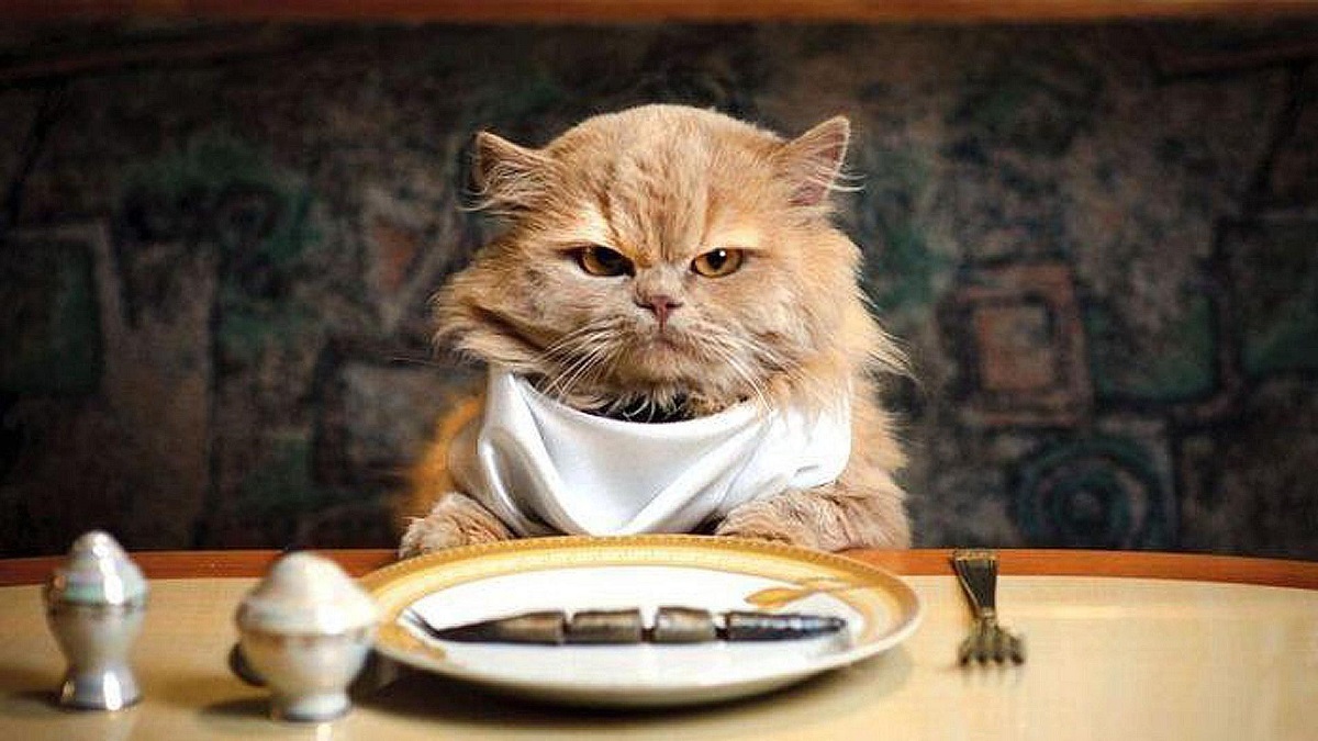 gatto a tavola con pesce