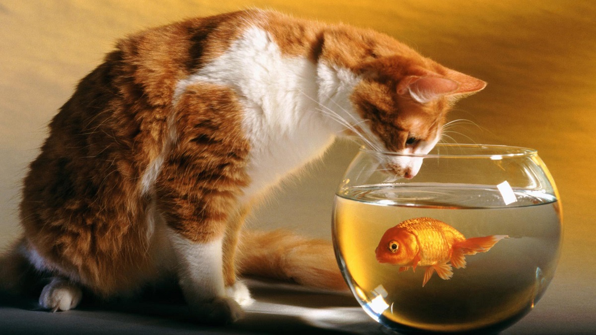 gatto fissa boccia con pesce