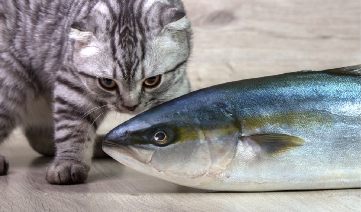 gattino annusa pesce