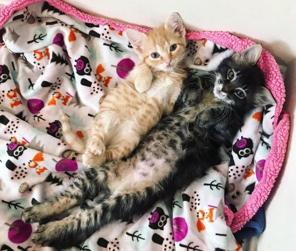 gattini-in-coperta-colorata
