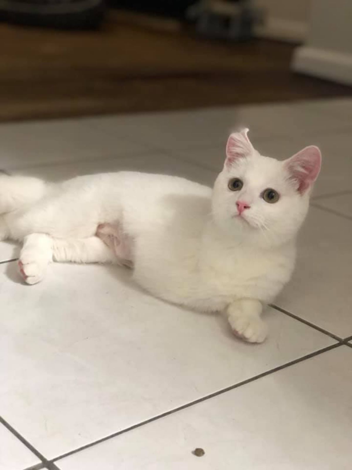 gatto-bianco-su-pavimento