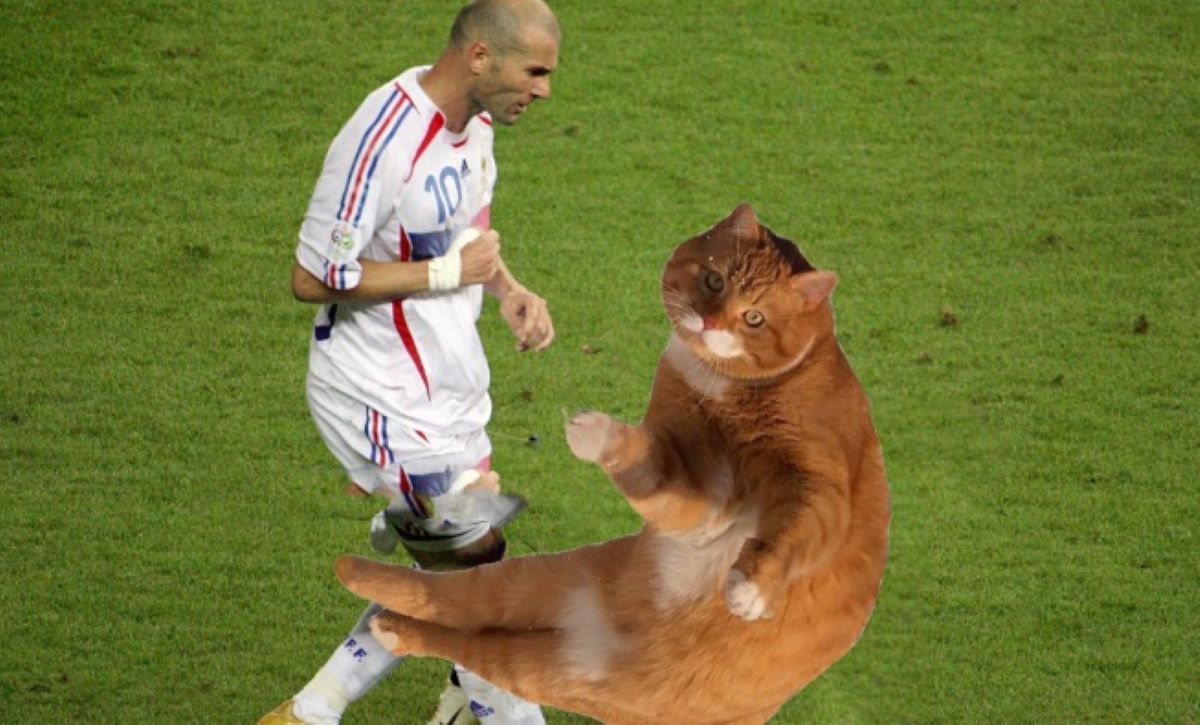 gatto-e-zidane