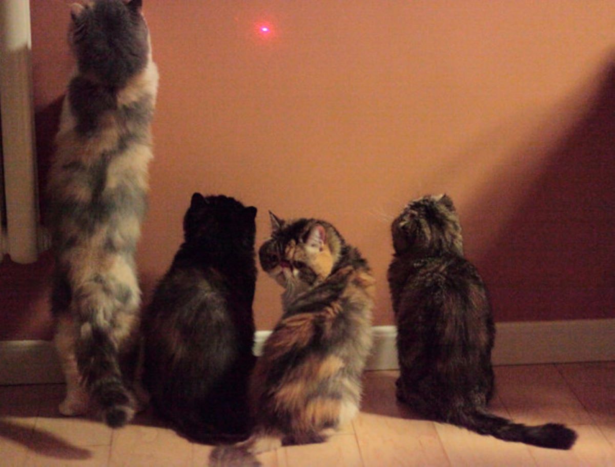 gatti-che-fissano-luce-su-muro