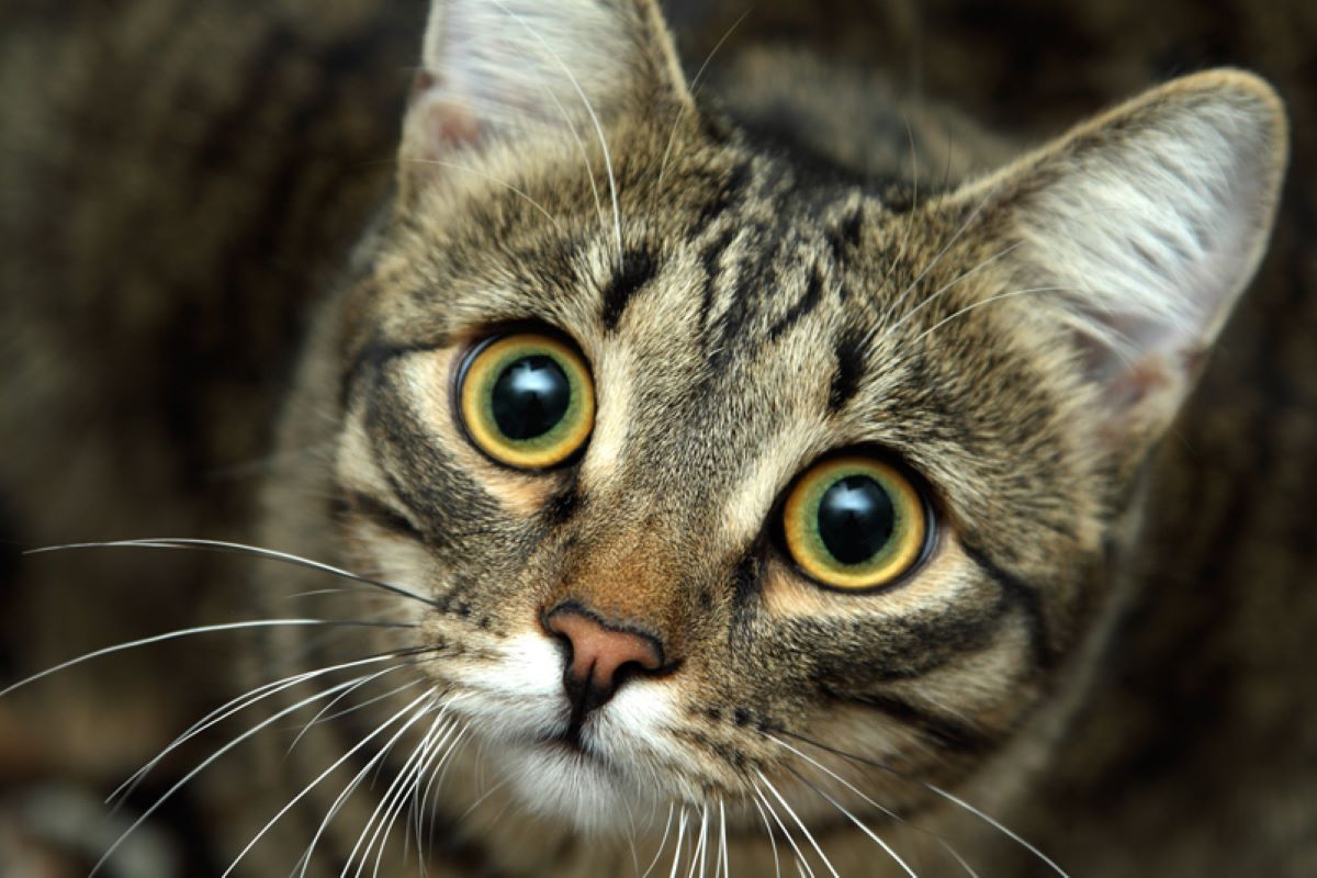 gatto-pupille-dilatate
