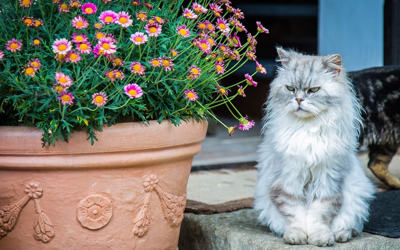 gatto in giardino