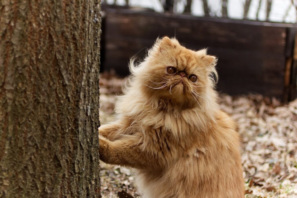 gatto che si fa le unghie